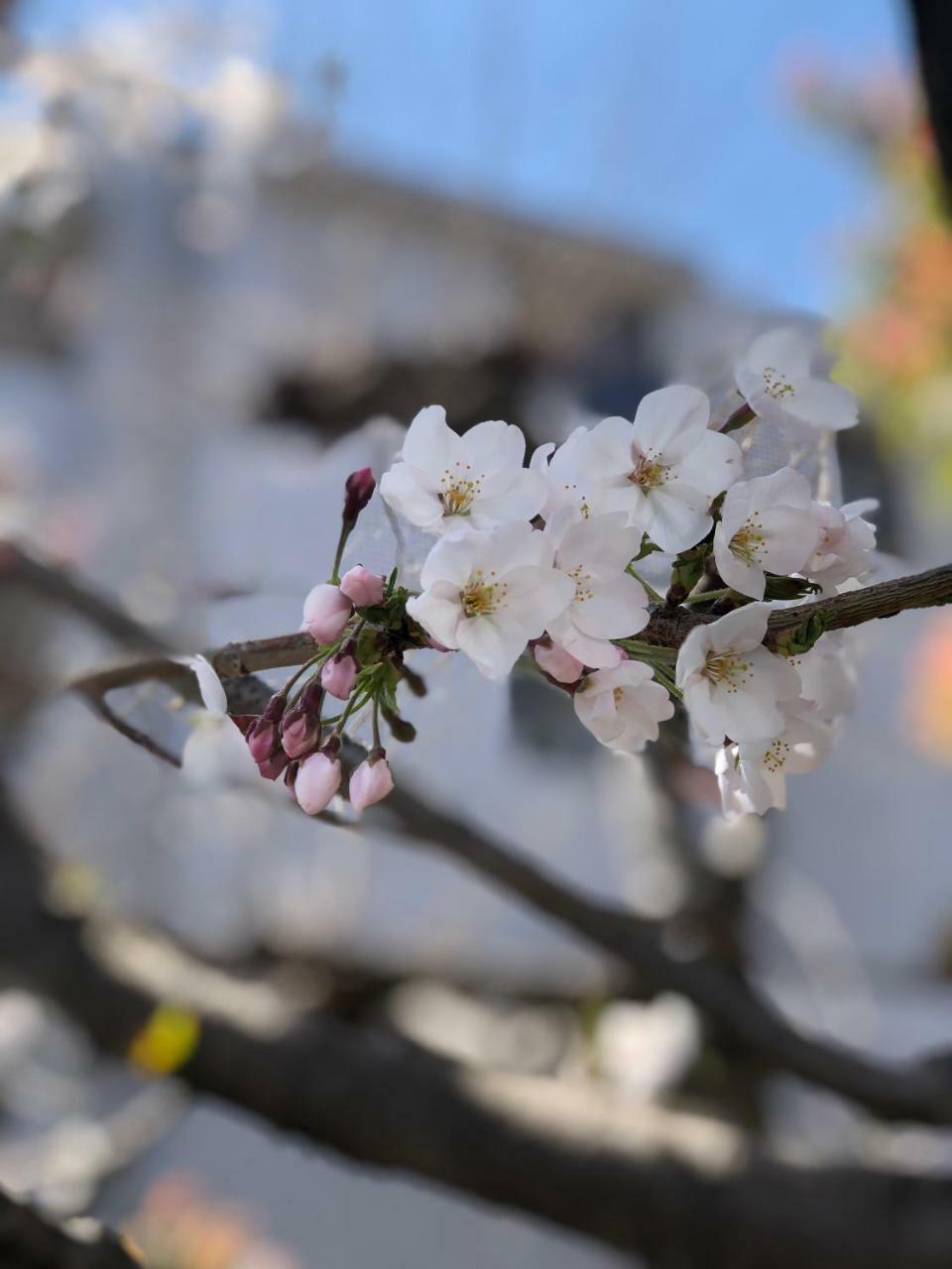 Rinn Heian Shirakawa Kyoto Eksteriør bilde